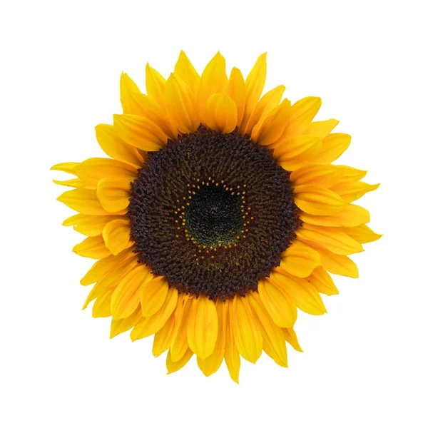 Junge helle Sonnenblume — Stockfoto