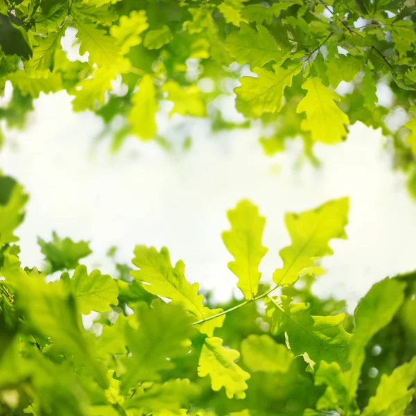 Grüne Eiche Blätter Hintergrund Mit Schönheit Bokeh Lichter — Stockfoto