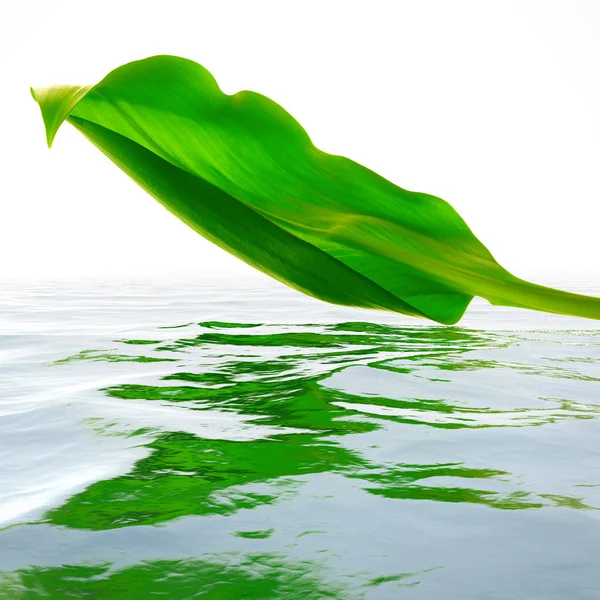 Green Leaf Reflection Water — Stock Photo, Image