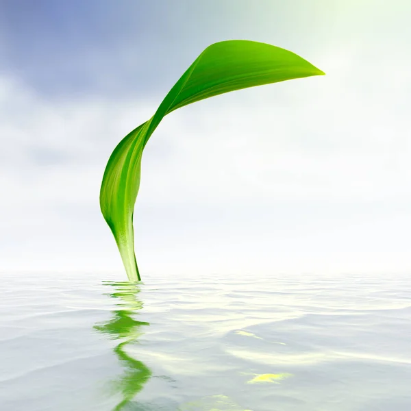 Hoja Verde Con Reflejo Agua —  Fotos de Stock