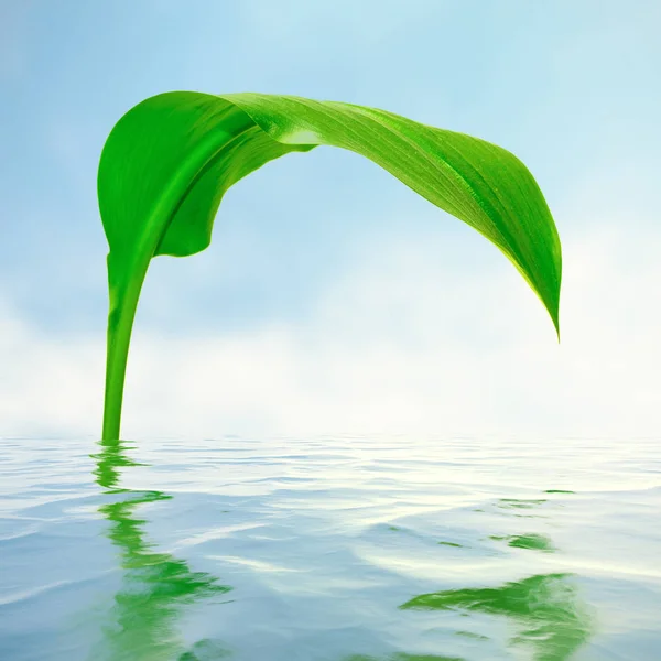 Groene Blad Met Weerspiegeling Water — Stockfoto