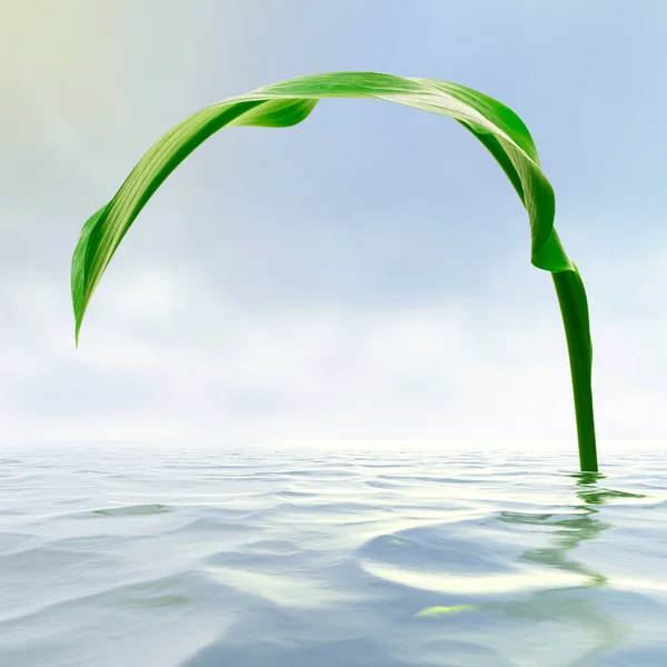 Folha Verde Com Reflexão Água — Fotografia de Stock