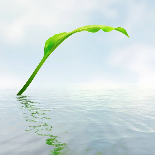 Grünes Blatt Mit Reflexion Wasser — Stockfoto