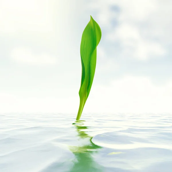 Grünes Blatt Mit Reflexion Wasser — Stockfoto