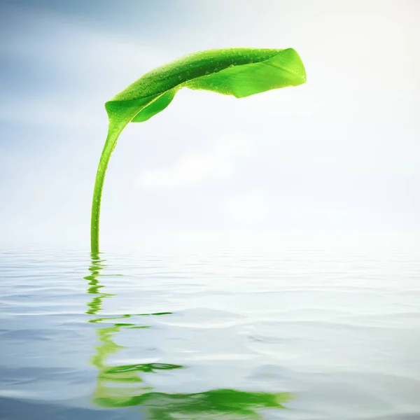 Folha Verde Com Gotículas Refletindo Água — Fotografia de Stock