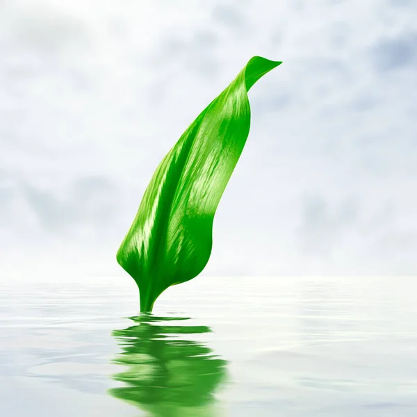 Grünes Blatt Mit Reflexion Wasser — Stockfoto