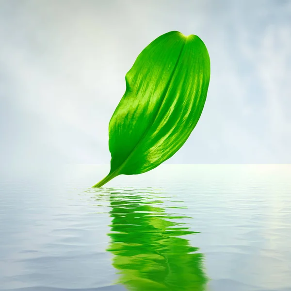 Hoja Verde Con Reflejo Agua — Foto de Stock