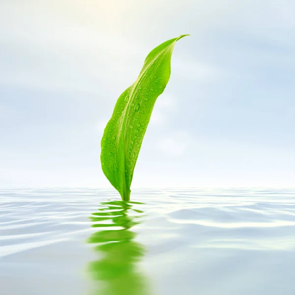 Grünes Blatt Mit Tröpfchen Die Wasser Reflektieren — Stockfoto