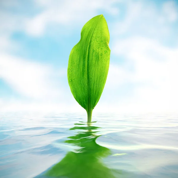 Hoja Verde Con Gotitas Reflejándose Agua — Foto de Stock