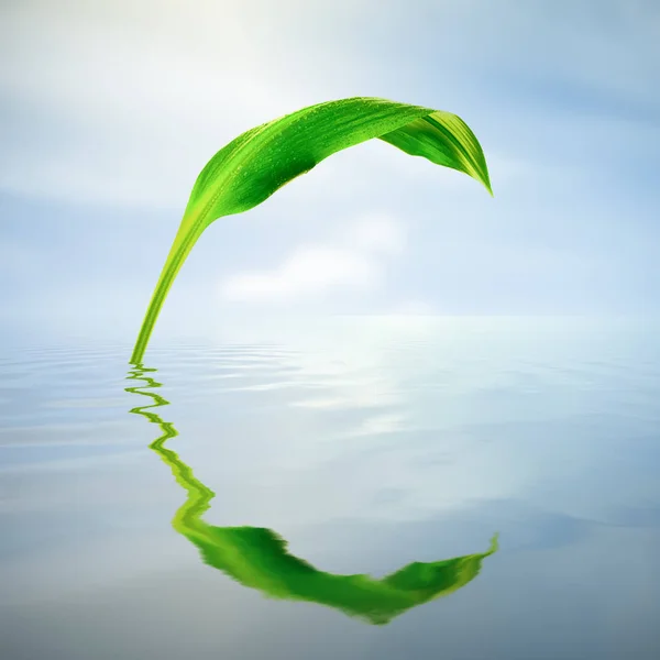 Hoja Verde Con Gotitas Reflejándose Agua —  Fotos de Stock