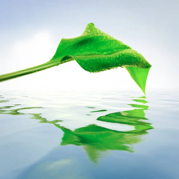 Zöld Levél Tükrözi Víz Cseppek — Stock Fotó