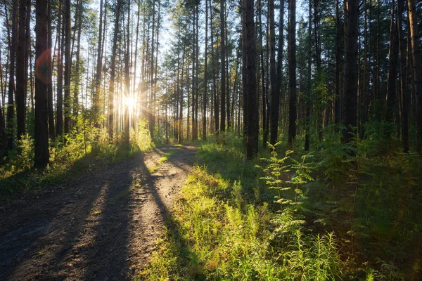 Magnifique Coucher Soleil Dans Forêt Pins Été — Photo