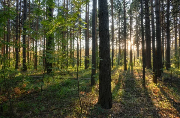 Krásný Západ Slunce Borovém Lese Létě — Stock fotografie