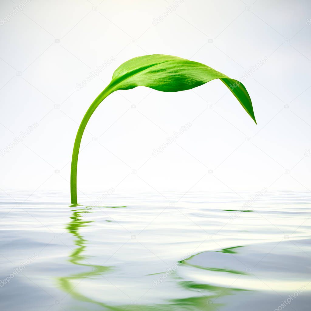 green leaf with reflection in water
