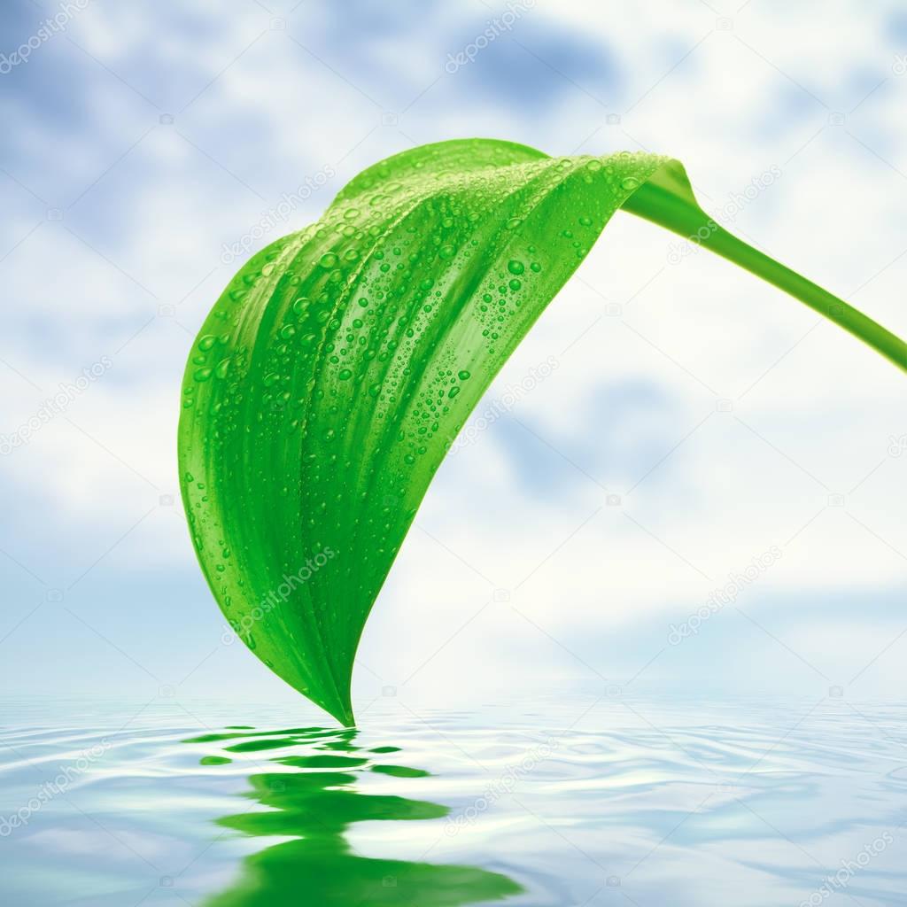 green leaf with droplets reflecting in water