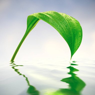 Su yansımalar ile taze yeşil yaprak