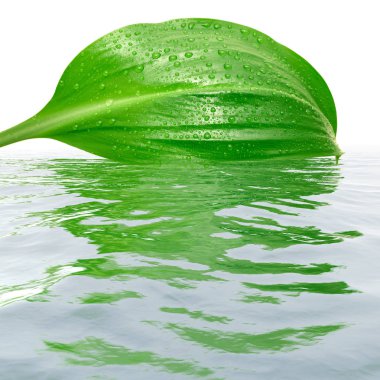 Su yansımalar ile taze yeşil yaprak