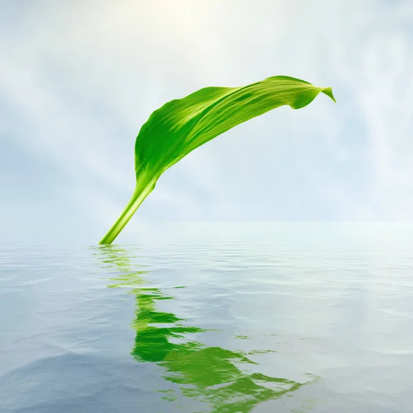 Свіжий Зелений Лист Відображенням Воді — стокове фото