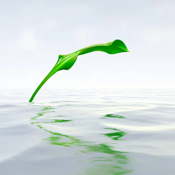 Свежий Зеленый Лист Отражениями Воде — стоковое фото