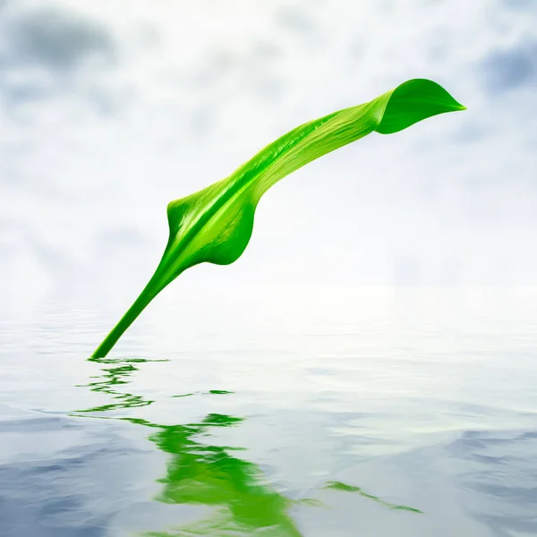 Frisches Grünes Blatt Mit Reflexionen Wasser — Stockfoto