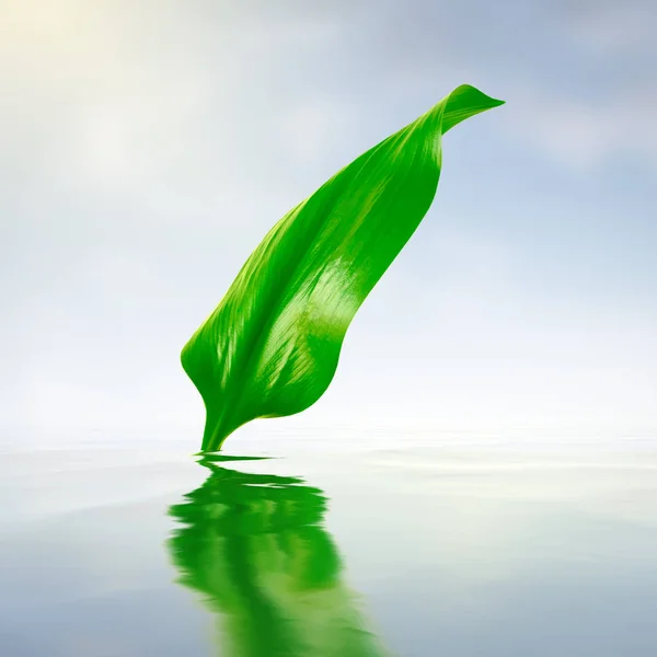 Färska Gröna Blad Med Reflektioner Vatten — Stockfoto