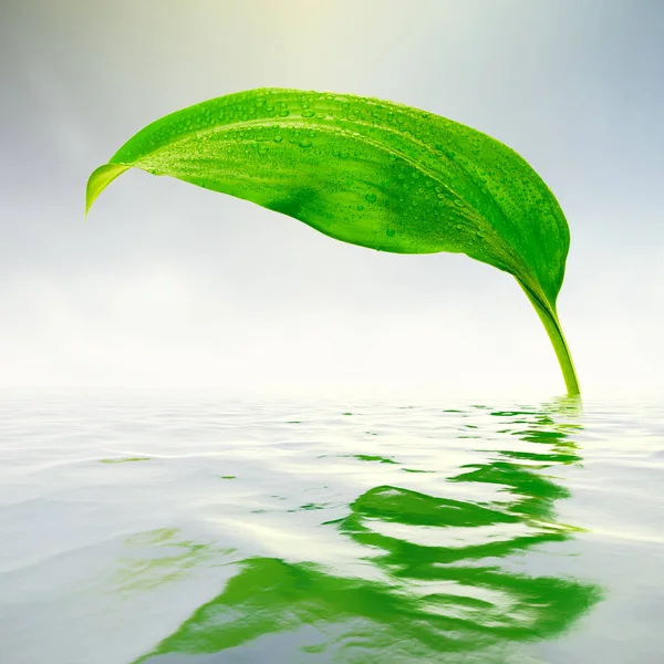 Hoja Verde Fresca Con Reflejos Agua — Foto de Stock