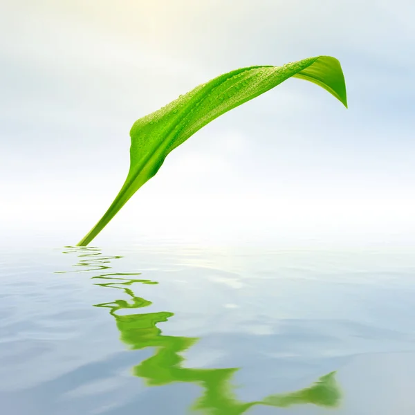 Verse Groene Blad Met Reflecties Water — Stockfoto
