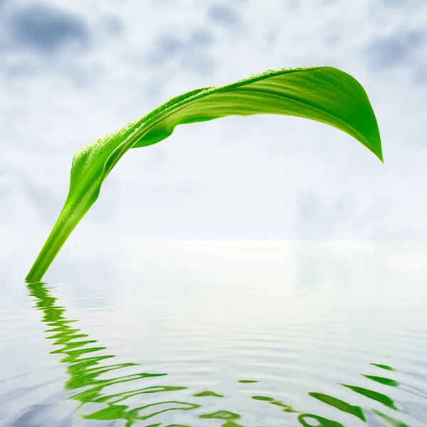 Hoja Verde Fresca Con Reflejos Agua —  Fotos de Stock