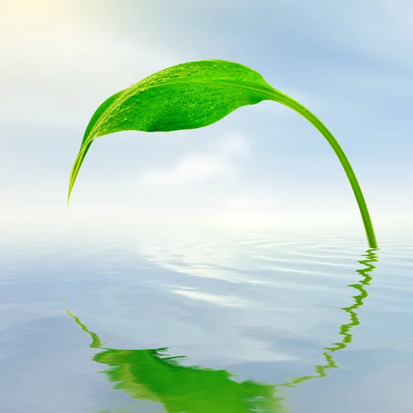 Čerstvý Zelený List Odrazy Vodě — Stock fotografie