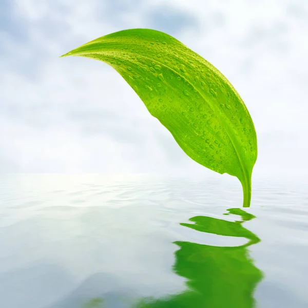 Frisches Grünes Blatt Mit Reflexionen Wasser — Stockfoto