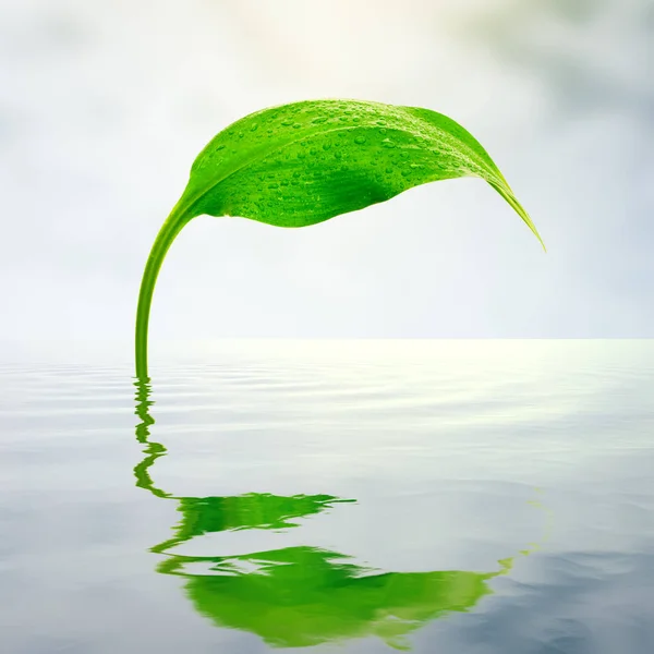 Свіжий Зелений Лист Відображенням Воді — стокове фото