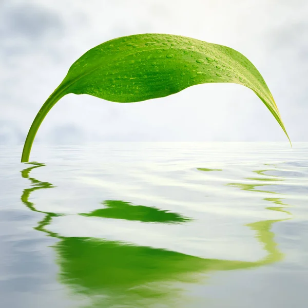 Frisches Grünes Blatt Mit Reflexionen Wasser — Stockfoto