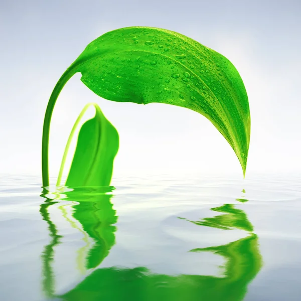 Feuille Verte Fraîche Avec Reflets Dans Eau — Photo