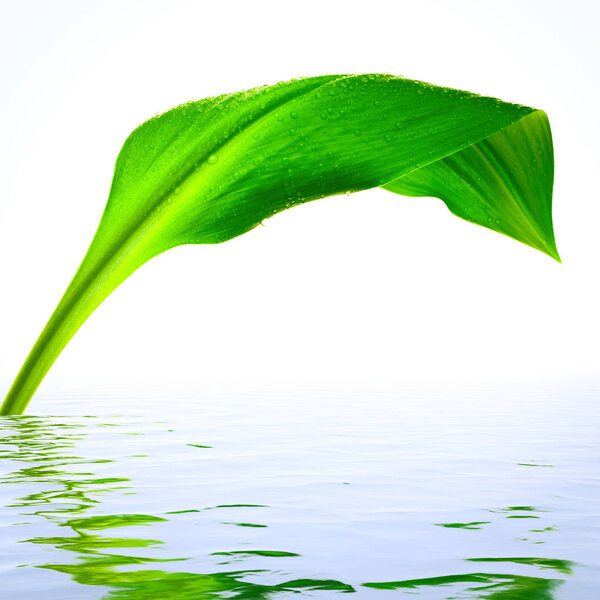 Fresh green leaf with reflections in water