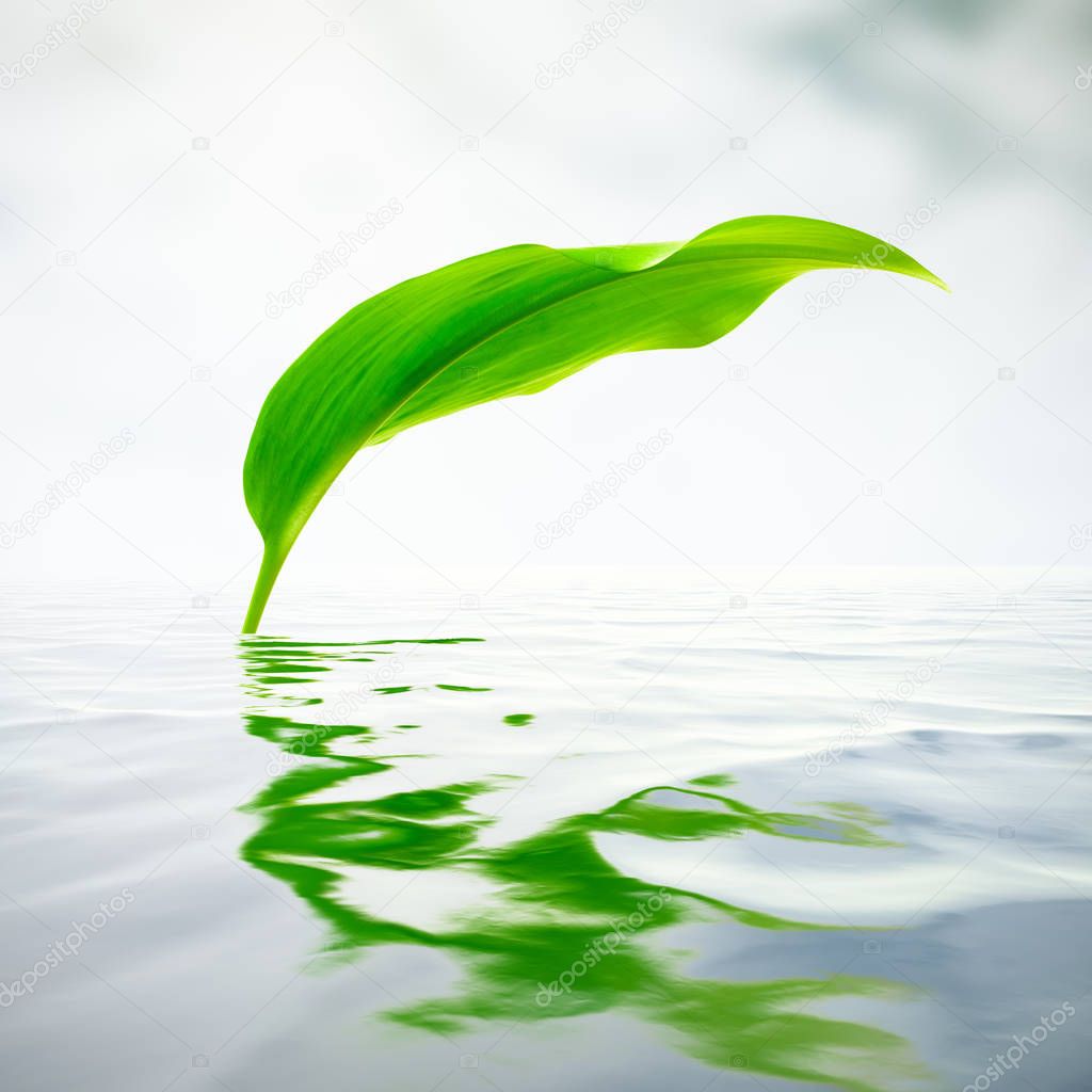 Fresh green leaf with reflections in water
