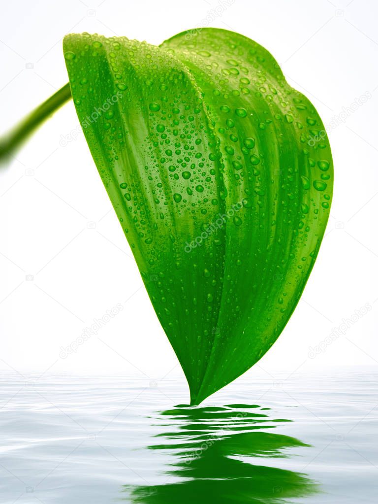 Fresh green leaf with reflections in water