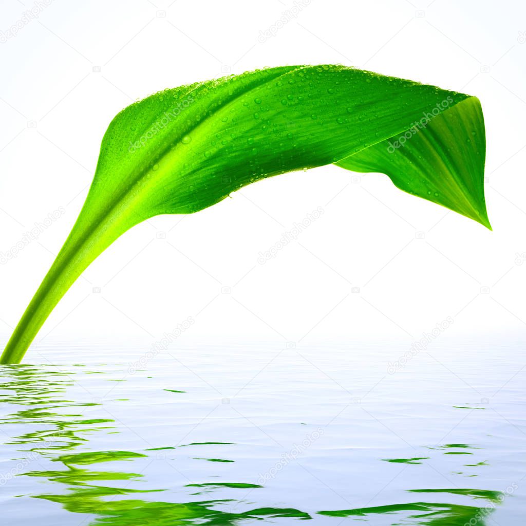 Fresh green leaf with reflections in water