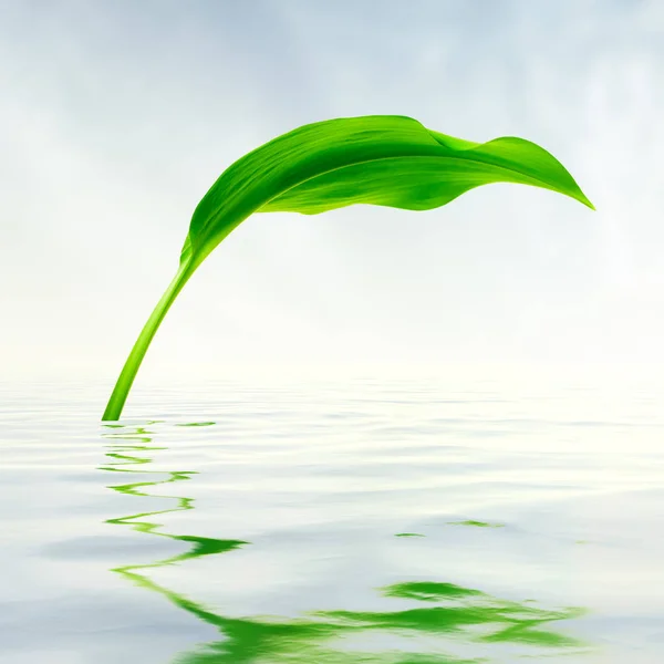 Foglia Verde Con Riflessi Acqua — Foto Stock