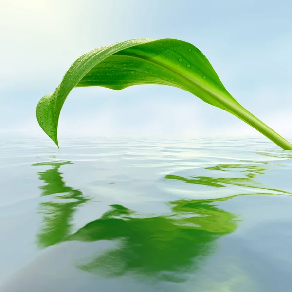 Feuille Verte Avec Gouttes Reflets Dans Eau — Photo