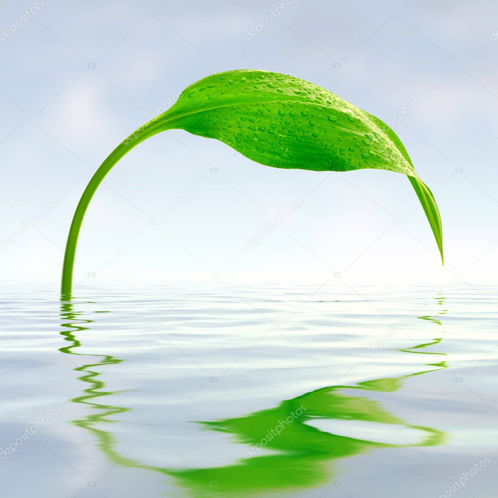 green leaf with drops reflections in water