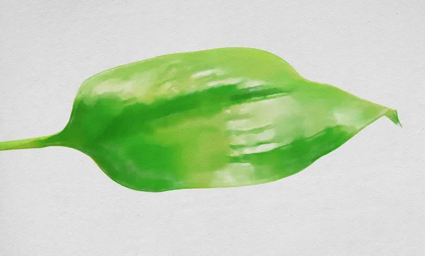 Akvarel Barevné Ilustrace Zelený List — Stock fotografie