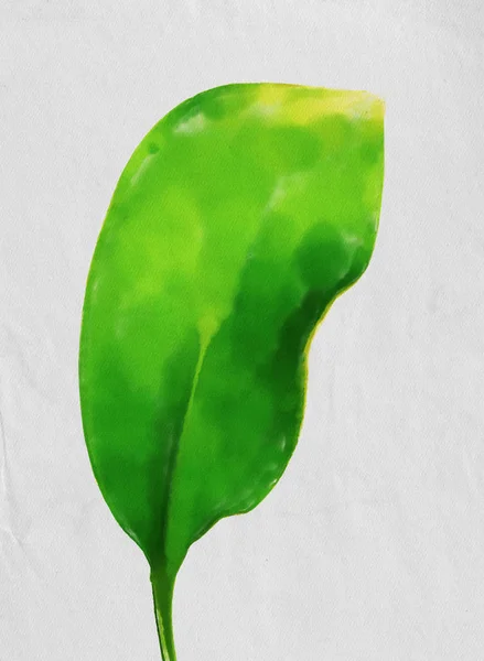 Aquarela Ilustração Colorida Folha Verde — Fotografia de Stock