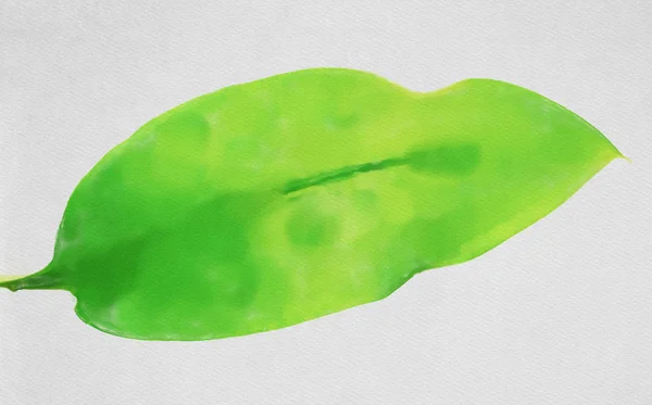 Ακουαρέλα Πολύχρωμη Απεικόνιση Πράσινο Φύλλο — Φωτογραφία Αρχείου