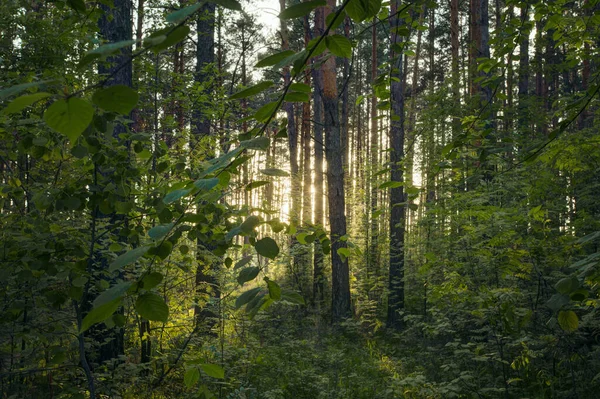 Matahari Terbenam Yang Cerah Hutan — Stok Foto