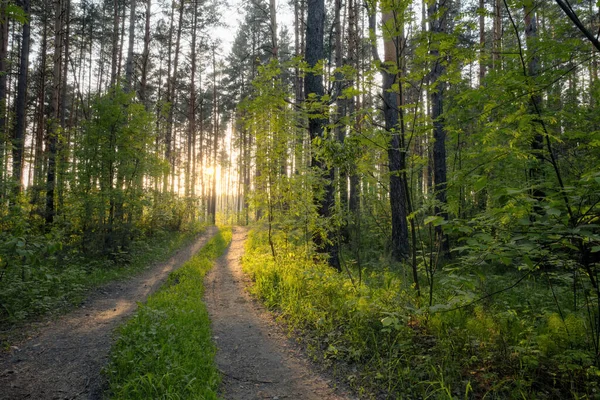 Hermosa Puesta Sol Bosque — Foto de Stock