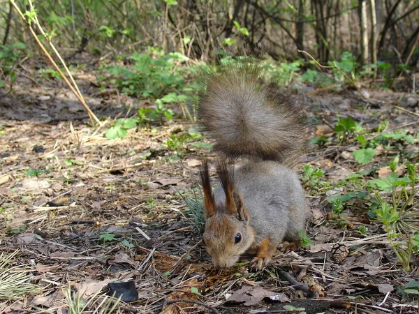 Gray squirrel in forest — Stock Photo, Image