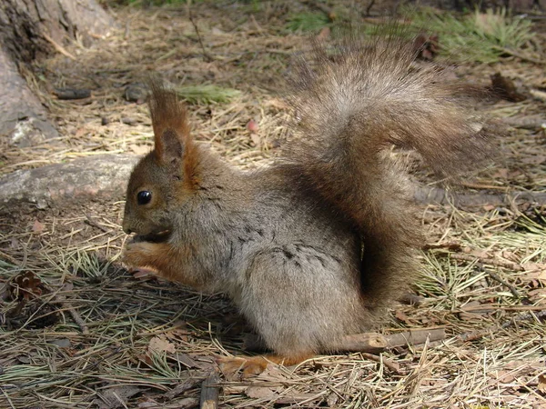 Esquilo bonito senta-se no chão na floresta — Fotografia de Stock