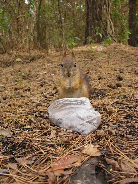 Squirrel eats in forest — Stock Photo, Image