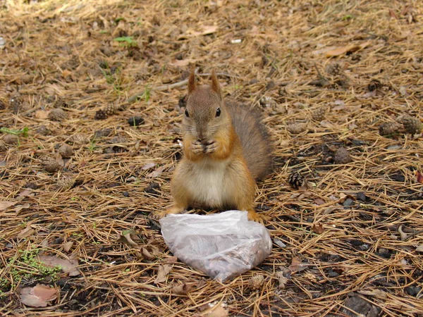 Joli écureuil assis sur le sol dans la forêt — Photo