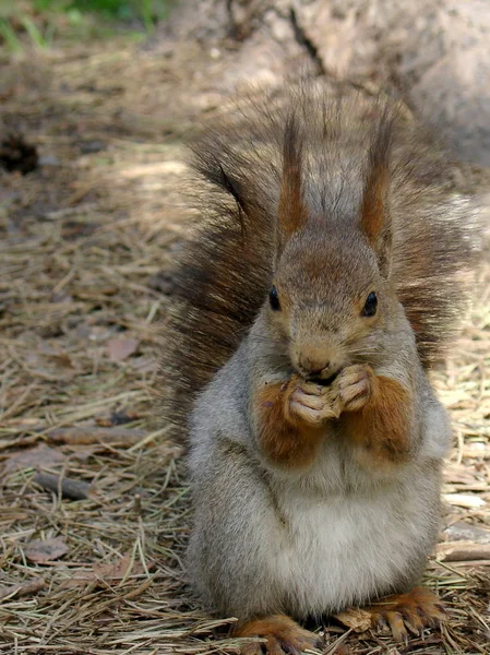 Słodkie wiewiórka siedzi na ziemi w lesie — Zdjęcie stockowe
